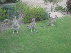 jkangaroos