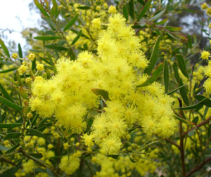 wattle